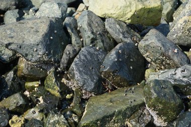 Grapsus tenuicrustatus yengeçleri Nisan ayında Khor Fakkan Sahili 'nde Umman Körfezi yakınlarındaki kayalara tırmanır. Grapsus tenuicrustatus (İnce kabuklu kaya yengeci), Grapsidae familyasından bir kabuklu hayvan türüdür. Khor Fakkan, Sharjah, BAE. 