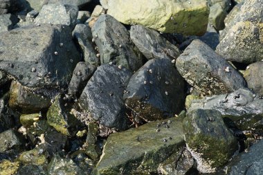 Grapsus tenuicrustatus yengeçleri Nisan ayında Khor Fakkan Sahili 'nde Umman Körfezi yakınlarındaki kayalara tırmanır. Grapsus tenuicrustatus (İnce kabuklu kaya yengeci), Grapsidae familyasından bir kabuklu hayvan türüdür. Khor Fakkan, Sharjah, BAE. 