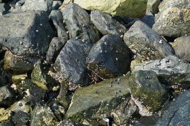 Grapsus tenuicrustatus yengeçleri Nisan ayında Khor Fakkan Sahili 'nde Umman Körfezi yakınlarındaki kayalara tırmanır. Grapsus tenuicrustatus (İnce kabuklu kaya yengeci), Grapsidae familyasından bir kabuklu hayvan türüdür. Khor Fakkan, Sharjah, BAE. 