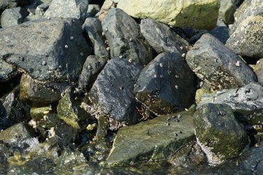Grapsus tenuicrustatus yengeçleri Nisan ayında Khor Fakkan Sahili 'nde Umman Körfezi yakınlarındaki kayalara tırmanır. Grapsus tenuicrustatus (İnce kabuklu kaya yengeci), Grapsidae familyasından bir kabuklu hayvan türüdür. Khor Fakkan, Sharjah, BAE. 
