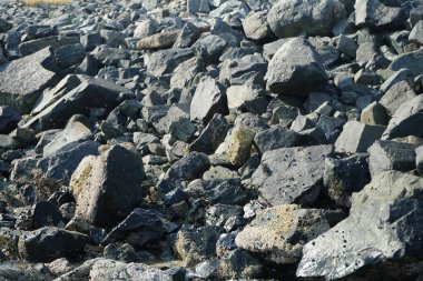 Grapsus tenuicrustatus yengeci Nisan ayında Khor Fakkan Sahili 'nde Umman Körfezi yakınlarındaki kayalara tırmanır. Grapsus tenuicrustatus (İnce kabuklu kaya yengeci), Grapsidae familyasından bir kabuklu hayvan türüdür. Khor Fakkan, Sharjah, BAE.  