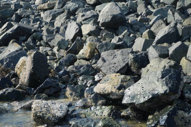 Grapsus tenuicrustatus yengeci Nisan ayında Khor Fakkan Sahili 'nde Umman Körfezi yakınlarındaki kayalara tırmanır. Grapsus tenuicrustatus (İnce kabuklu kaya yengeci), Grapsidae familyasından bir kabuklu hayvan türüdür. Khor Fakkan, Sharjah, BAE.  