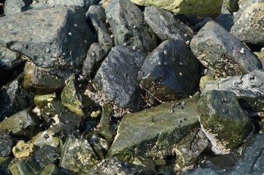 Grapsus tenuicrustatus yengeçleri Nisan ayında Khor Fakkan Sahili 'nde Umman Körfezi yakınlarındaki kayalara tırmanır. Grapsus tenuicrustatus (İnce kabuklu kaya yengeci), Grapsidae familyasından bir kabuklu hayvan türüdür. Khor Fakkan, Sharjah, BAE.  