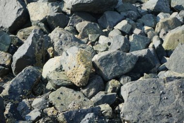 Grapsus tenuicrustatus yengeçleri Nisan ayında Khor Fakkan Sahili 'nde Umman Körfezi yakınlarındaki kayalara tırmanır. Grapsus tenuicrustatus (İnce kabuklu kaya yengeci), Grapsidae familyasından bir kabuklu hayvan türüdür. Khor Fakkan, Sharjah, BAE. 