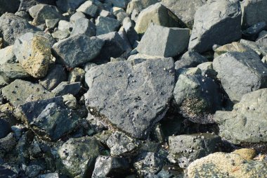 Grapsus tenuicrustatus yengeçleri Nisan ayında Khor Fakkan Sahili 'nde Umman Körfezi yakınlarındaki kayalara tırmanır. Grapsus tenuicrustatus (İnce kabuklu kaya yengeci), Grapsidae familyasından bir kabuklu hayvan türüdür. Khor Fakkan, Sharjah, BAE. 