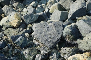 Grapsus tenuicrustatus yengeci Nisan ayında Khor Fakkan Sahili 'nde Umman Körfezi yakınlarındaki kayalara tırmanır. Grapsus tenuicrustatus (İnce kabuklu kaya yengeci), Grapsidae familyasından bir kabuklu hayvan türüdür. Khor Fakkan, Sharjah, BAE.  