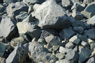 Grapsus tenuicrustatus yengeci Nisan ayında Khor Fakkan Sahili 'nde Umman Körfezi yakınlarındaki kayalara tırmanır. Grapsus tenuicrustatus (İnce kabuklu kaya yengeci), Grapsidae familyasından bir kabuklu hayvan türüdür. Khor Fakkan, Sharjah, BAE.  