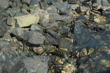 Grapsus tenuicrustatus yengeci Nisan ayında Khor Fakkan Sahili 'nde Umman Körfezi yakınlarındaki kayalara tırmanır. Grapsus tenuicrustatus (İnce kabuklu kaya yengeci), Grapsidae familyasından bir kabuklu hayvan türüdür. Khor Fakkan, Sharjah, BAE.  