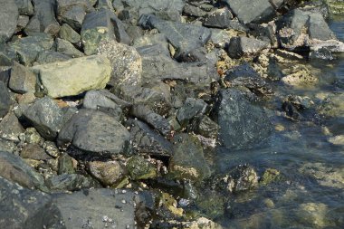 Grapsus tenuicrustatus yengeci Nisan ayında Khor Fakkan Sahili 'nde Umman Körfezi yakınlarındaki kayalara tırmanır. Grapsus tenuicrustatus (İnce kabuklu kaya yengeci), Grapsidae familyasından bir kabuklu hayvan türüdür. Khor Fakkan, Sharjah, BAE.  
