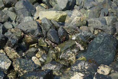 Grapsus tenuicrustatus yengeci Nisan ayında Khor Fakkan Sahili 'nde Umman Körfezi yakınlarındaki kayalara tırmanır. Grapsus tenuicrustatus (İnce kabuklu kaya yengeci), Grapsidae familyasından bir kabuklu hayvan türüdür. Khor Fakkan, Sharjah, BAE.  
