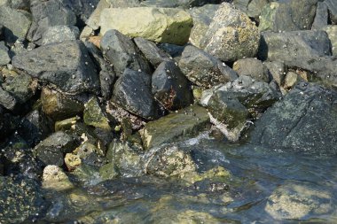 Grapsus tenuicrustatus yengeci Nisan ayında Khor Fakkan Sahili 'nde Umman Körfezi yakınlarındaki kayalara tırmanır. Grapsus tenuicrustatus (İnce kabuklu kaya yengeci), Grapsidae familyasından bir kabuklu hayvan türüdür. Khor Fakkan, Sharjah, BAE.  