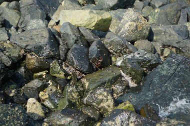 Grapsus tenuicrustatus yengeci Nisan ayında Khor Fakkan Sahili 'nde Umman Körfezi yakınlarındaki kayalara tırmanır. Grapsus tenuicrustatus (İnce kabuklu kaya yengeci), Grapsidae familyasından bir kabuklu hayvan türüdür. Khor Fakkan, Sharjah, BAE.  