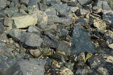 Grapsus tenuicrustatus yengeci Nisan ayında Khor Fakkan Sahili 'nde Umman Körfezi yakınlarındaki kayalara tırmanır. Grapsus tenuicrustatus (İnce kabuklu kaya yengeci), Grapsidae familyasından bir kabuklu hayvan türüdür. Khor Fakkan, Sharjah, BAE.  