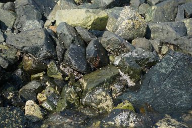 Grapsus tenuicrustatus yengeci Nisan ayında Khor Fakkan Sahili 'nde Umman Körfezi yakınlarındaki kayalara tırmanır. Grapsus tenuicrustatus (İnce kabuklu kaya yengeci), Grapsidae familyasından bir kabuklu hayvan türüdür. Khor Fakkan, Sharjah, BAE.  