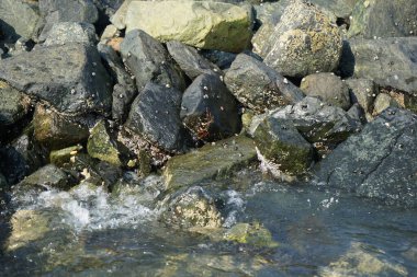 Grapsus tenuicrustatus yengeci Nisan ayında Khor Fakkan Sahili 'nde Umman Körfezi yakınlarındaki kayalara tırmanır. Grapsus tenuicrustatus (İnce kabuklu kaya yengeci), Grapsidae familyasından bir kabuklu hayvan türüdür. Khor Fakkan, Sharjah, BAE.  