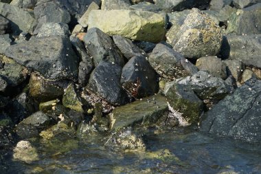 Grapsus tenuicrustatus yengeci Nisan ayında Khor Fakkan Sahili 'nde Umman Körfezi yakınlarındaki kayalara tırmanır. Grapsus tenuicrustatus (İnce kabuklu kaya yengeci), Grapsidae familyasından bir kabuklu hayvan türüdür. Khor Fakkan, Sharjah, BAE.  