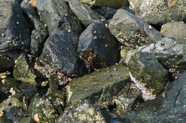 Grapsus tenuicrustatus yengeci Nisan ayında Khor Fakkan Sahili 'nde Umman Körfezi yakınlarındaki kayalara tırmanır. Grapsus tenuicrustatus (İnce kabuklu kaya yengeci), Grapsidae familyasından bir kabuklu hayvan türüdür. Khor Fakkan, Sharjah, BAE.  