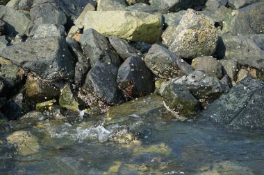 Grapsus tenuicrustatus yengeci Nisan ayında Khor Fakkan Sahili 'nde Umman Körfezi yakınlarındaki kayalara tırmanır. Grapsus tenuicrustatus (İnce kabuklu kaya yengeci), Grapsidae familyasından bir kabuklu hayvan türüdür. Khor Fakkan, Sharjah, BAE.  