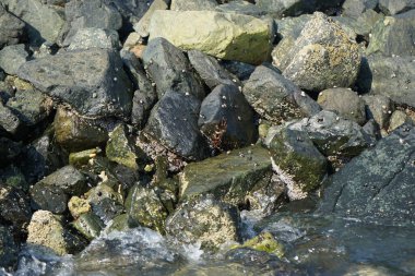 Grapsus tenuicrustatus yengeci Nisan ayında Khor Fakkan Sahili 'nde Umman Körfezi yakınlarındaki kayalara tırmanır. Grapsus tenuicrustatus (İnce kabuklu kaya yengeci), Grapsidae familyasından bir kabuklu hayvan türüdür. Khor Fakkan, Sharjah, BAE.  