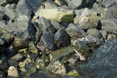 Grapsus tenuicrustatus yengeci Nisan ayında Khor Fakkan Sahili 'nde Umman Körfezi yakınlarındaki kayalara tırmanır. Grapsus tenuicrustatus (İnce kabuklu kaya yengeci), Grapsidae familyasından bir kabuklu hayvan türüdür. Khor Fakkan, Sharjah, BAE.  