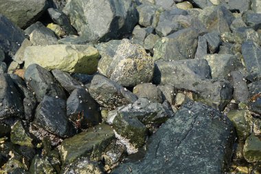 Grapsus tenuicrustatus yengeci Nisan ayında Khor Fakkan Sahili 'nde Umman Körfezi yakınlarındaki kayalara tırmanır. Grapsus tenuicrustatus (İnce kabuklu kaya yengeci), Grapsidae familyasından bir kabuklu hayvan türüdür. Khor Fakkan, Sharjah, BAE.  