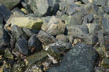 Grapsus tenuicrustatus yengeci Nisan ayında Khor Fakkan Sahili 'nde Umman Körfezi yakınlarındaki kayalara tırmanır. Grapsus tenuicrustatus (İnce kabuklu kaya yengeci), Grapsidae familyasından bir kabuklu hayvan türüdür. Khor Fakkan, Sharjah, BAE.  