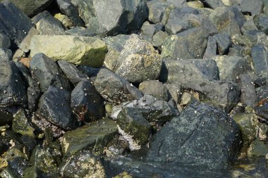 Grapsus tenuicrustatus yengeci Nisan ayında Khor Fakkan Sahili 'nde Umman Körfezi yakınlarındaki kayalara tırmanır. Grapsus tenuicrustatus (İnce kabuklu kaya yengeci), Grapsidae familyasından bir kabuklu hayvan türüdür. Khor Fakkan, Sharjah, BAE.  