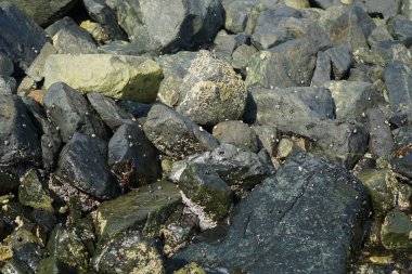 Grapsus tenuicrustatus yengeci Nisan ayında Khor Fakkan Sahili 'nde Umman Körfezi yakınlarındaki kayalara tırmanır. Grapsus tenuicrustatus (İnce kabuklu kaya yengeci), Grapsidae familyasından bir kabuklu hayvan türüdür. Khor Fakkan, Sharjah, BAE.  