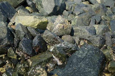 Grapsus tenuicrustatus yengeci Nisan ayında Khor Fakkan Sahili 'nde Umman Körfezi yakınlarındaki kayalara tırmanır. Grapsus tenuicrustatus (İnce kabuklu kaya yengeci), Grapsidae familyasından bir kabuklu hayvan türüdür. Khor Fakkan, Sharjah, BAE.  