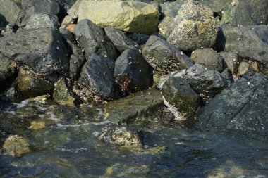 Grapsus tenuicrustatus yengeci Nisan ayında Khor Fakkan Sahili 'nde Umman Körfezi yakınlarındaki kayalara tırmanır. Grapsus tenuicrustatus (İnce kabuklu kaya yengeci), Grapsidae familyasından bir kabuklu hayvan türüdür. Khor Fakkan, Sharjah, BAE.  