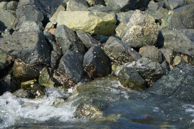 Grapsus tenuicrustatus yengeci Nisan ayında Khor Fakkan Sahili 'nde Umman Körfezi yakınlarındaki kayalara tırmanır. Grapsus tenuicrustatus (İnce kabuklu kaya yengeci), Grapsidae familyasından bir kabuklu hayvan türüdür. Khor Fakkan, Sharjah, BAE.  