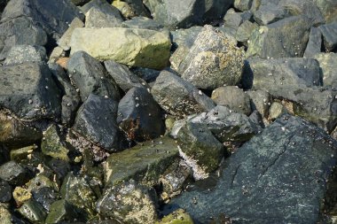 Grapsus tenuicrustatus yengeci Nisan ayında Khor Fakkan Sahili 'nde Umman Körfezi yakınlarındaki kayalara tırmanır. Grapsus tenuicrustatus (İnce kabuklu kaya yengeci), Grapsidae familyasından bir kabuklu hayvan türüdür. Khor Fakkan, Sharjah, BAE.  