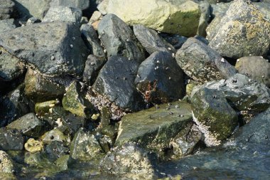 Grapsus tenuicrustatus yengeci Nisan ayında Khor Fakkan Sahili 'nde Umman Körfezi yakınlarındaki kayalara tırmanır. Grapsus tenuicrustatus (İnce kabuklu kaya yengeci), Grapsidae familyasından bir kabuklu hayvan türüdür. Khor Fakkan, Sharjah, BAE.  