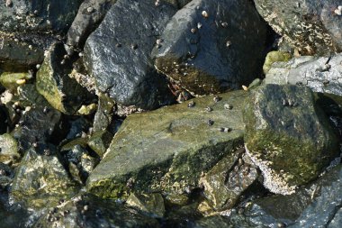 Grapsus tenuicrustatus yengeci Nisan ayında Khor Fakkan Sahili 'nde Umman Körfezi yakınlarındaki kayalara tırmanır. Grapsus tenuicrustatus (İnce kabuklu kaya yengeci), Grapsidae familyasından bir kabuklu hayvan türüdür. Khor Fakkan, Sharjah, BAE.  
