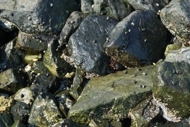 Grapsus tenuicrustatus yengeci Nisan ayında Khor Fakkan Sahili 'nde Umman Körfezi yakınlarındaki kayalara tırmanır. Grapsus tenuicrustatus (İnce kabuklu kaya yengeci), Grapsidae familyasından bir kabuklu hayvan türüdür. Khor Fakkan, Sharjah, BAE.  