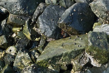 Grapsus tenuicrustatus yengeci Nisan ayında Khor Fakkan Sahili 'nde Umman Körfezi yakınlarındaki kayalara tırmanır. Grapsus tenuicrustatus (İnce kabuklu kaya yengeci), Grapsidae familyasından bir kabuklu hayvan türüdür. Khor Fakkan, Sharjah, BAE.  