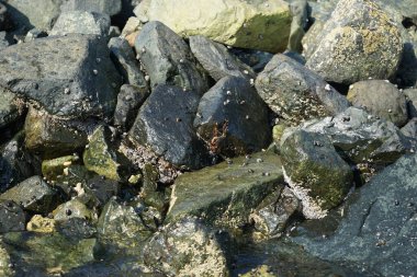 Grapsus tenuicrustatus yengeci Nisan ayında Khor Fakkan Sahili 'nde Umman Körfezi yakınlarındaki kayalara tırmanır. Grapsus tenuicrustatus (İnce kabuklu kaya yengeci), Grapsidae familyasından bir kabuklu hayvan türüdür. Khor Fakkan, Sharjah, BAE.  