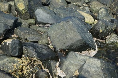 Grapsus tenuicrustatus yengeci Nisan ayında Khor Fakkan Sahili 'nde Umman Körfezi yakınlarındaki kayalara tırmanır. Grapsus tenuicrustatus (İnce kabuklu kaya yengeci), Grapsidae familyasından bir kabuklu hayvan türüdür. Khor Fakkan, Sharjah, BAE.    