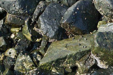 Grapsus tenuicrustatus yengeci Nisan ayında Khor Fakkan Sahili 'nde Umman Körfezi yakınlarındaki kayalara tırmanır. Grapsus tenuicrustatus (İnce kabuklu kaya yengeci), Grapsidae familyasından bir kabuklu hayvan türüdür. Khor Fakkan, Sharjah, BAE.    