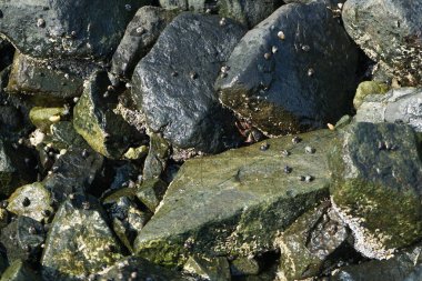 Grapsus tenuicrustatus yengeci Nisan ayında Khor Fakkan Sahili 'nde Umman Körfezi yakınlarındaki kayalara tırmanır. Grapsus tenuicrustatus (İnce kabuklu kaya yengeci), Grapsidae familyasından bir kabuklu hayvan türüdür. Khor Fakkan, Sharjah, BAE.    
