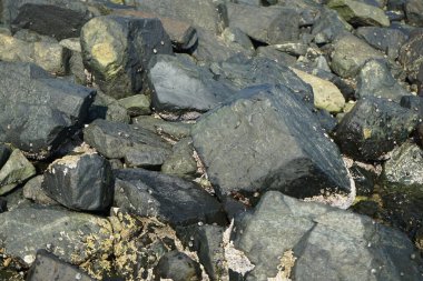 Grapsus tenuicrustatus yengeci Nisan ayında Khor Fakkan Sahili 'nde Umman Körfezi yakınlarındaki kayalara tırmanır. Grapsus tenuicrustatus (İnce kabuklu kaya yengeci), Grapsidae familyasından bir kabuklu hayvan türüdür. Khor Fakkan, Sharjah, BAE.    
