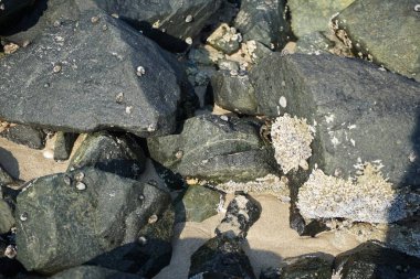 Grapsus tenuicrustatus yengeci Nisan ayında Khor Fakkan Sahili 'nde Umman Körfezi yakınlarındaki kayalara tırmanır. Grapsus tenuicrustatus (İnce kabuklu kaya yengeci), Grapsidae familyasından bir kabuklu hayvan türüdür. Khor Fakkan, Sharjah, BAE.    