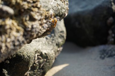 Grapsus tenuicrustatus yengeci Nisan ayında Khor Fakkan Sahili 'nde Umman Körfezi yakınlarındaki kayalara tırmanır. Grapsus tenuicrustatus (İnce kabuklu kaya yengeci), Grapsidae familyasından bir kabuklu hayvan türüdür. Khor Fakkan, Sharjah, BAE.    