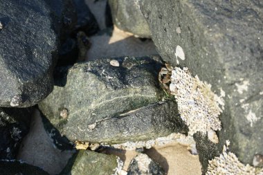 Grapsus tenuicrustatus yengeci Nisan ayında Khor Fakkan Sahili 'nde Umman Körfezi yakınlarındaki kayalara tırmanır. Grapsus tenuicrustatus (İnce kabuklu kaya yengeci), Grapsidae familyasından bir kabuklu hayvan türüdür. Khor Fakkan, Sharjah, BAE.    