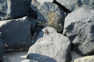 Grapsus tenuicrustatus yengeci Nisan ayında Khor Fakkan Sahili 'nde Umman Körfezi yakınlarındaki kayalara tırmanır. Grapsus tenuicrustatus (İnce kabuklu kaya yengeci), Grapsidae familyasından bir kabuklu hayvan türüdür. Khor Fakkan, Sharjah, BAE.    