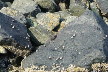 Grapsus tenuicrustatus yengeci Nisan ayında Khor Fakkan Sahili 'nde Umman Körfezi yakınlarındaki kayalara tırmanır. Grapsus tenuicrustatus (İnce kabuklu kaya yengeci), Grapsidae familyasından bir kabuklu hayvan türüdür. Khor Fakkan, Sharjah, BAE.    