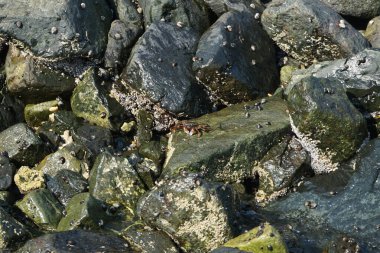 Grapsus tenuicrustatus yengeci Nisan ayında Khor Fakkan Sahili 'nde Umman Körfezi yakınlarındaki kayalara tırmanır. Grapsus tenuicrustatus (İnce kabuklu kaya yengeci), Grapsidae familyasından bir kabuklu hayvan türüdür. Khor Fakkan, Sharjah, BAE.    