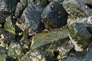 Grapsus tenuicrustatus yengeci Nisan ayında Khor Fakkan Sahili 'nde Umman Körfezi yakınlarındaki kayalara tırmanır. Grapsus tenuicrustatus (İnce kabuklu kaya yengeci), Grapsidae familyasından bir kabuklu hayvan türüdür. Khor Fakkan, Sharjah, BAE.    