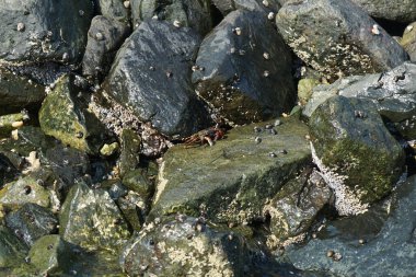 Grapsus tenuicrustatus yengeci Nisan ayında Khor Fakkan Sahili 'nde Umman Körfezi yakınlarındaki kayalara tırmanır. Grapsus tenuicrustatus (İnce kabuklu kaya yengeci), Grapsidae familyasından bir kabuklu hayvan türüdür. Khor Fakkan, Sharjah, BAE.    