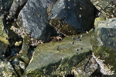 Grapsus tenuicrustatus yengeçleri Nisan ayında Khor Fakkan Sahili 'nde Umman Körfezi yakınlarındaki kayalara tırmanır. Grapsus tenuicrustatus (İnce kabuklu kaya yengeci), Grapsidae familyasından bir kabuklu hayvan türüdür. Khor Fakkan, Sharjah, BAE.  